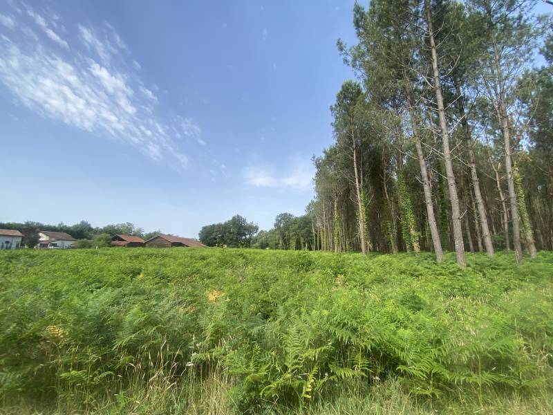 Terrain à bâtir lisière de forêt